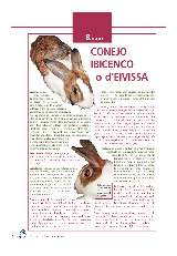 Conejo Ibicenco o d'Eivissa
