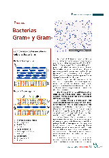 Bacterias Gram + y Gram -